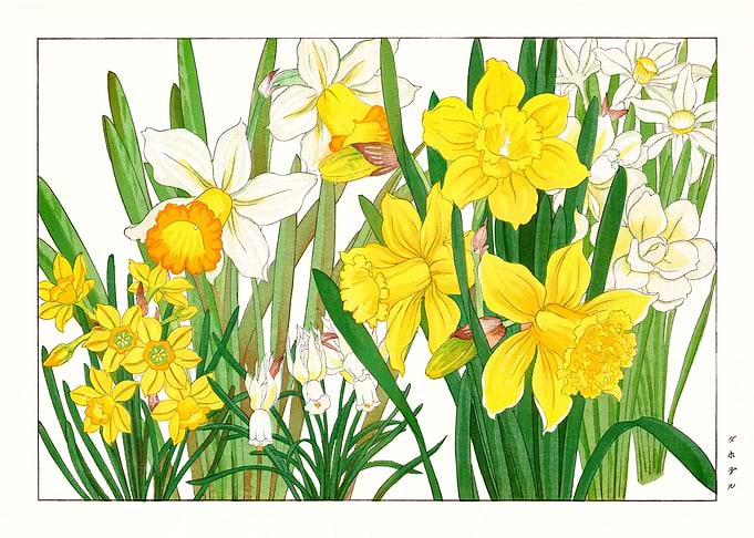 Daffodil Elegance