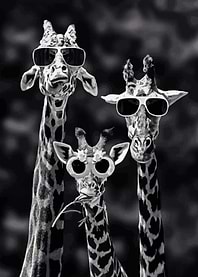 Giraffe Meme