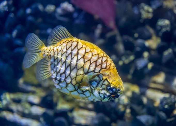 Pineapplefish Marine Fish