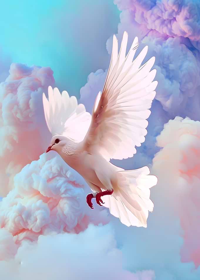 White dove