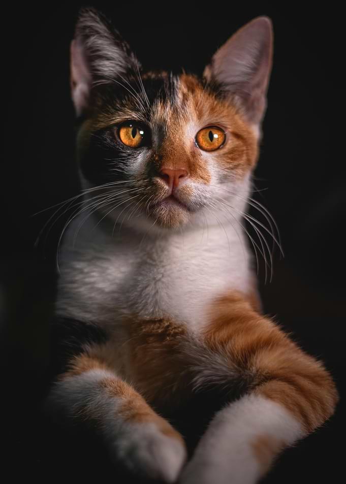 Majestic Cat
