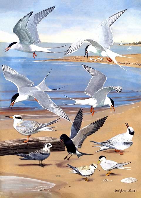 Seagulls by the Shore — living room metal wall art