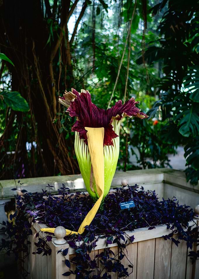 Corpse After Bloom