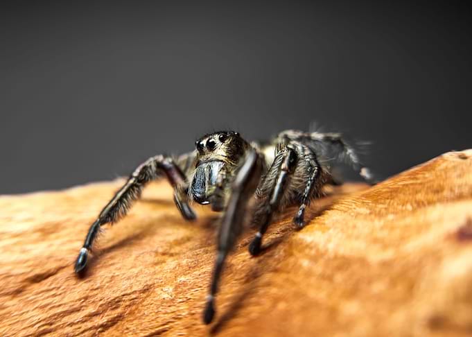 Hyllus diardi jump spider
