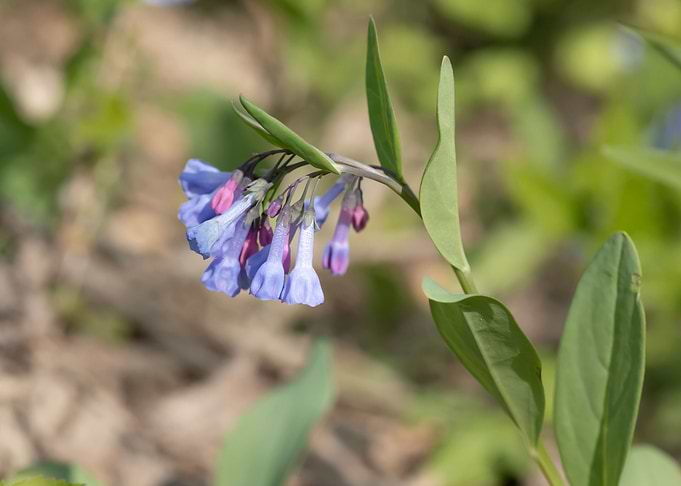 Virginia bluebell flowers