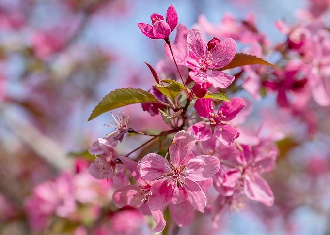 Crab apple blossoms