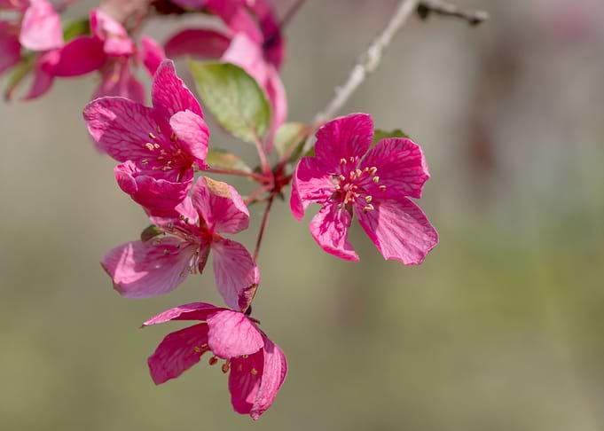 Dark pink crab apple bloom