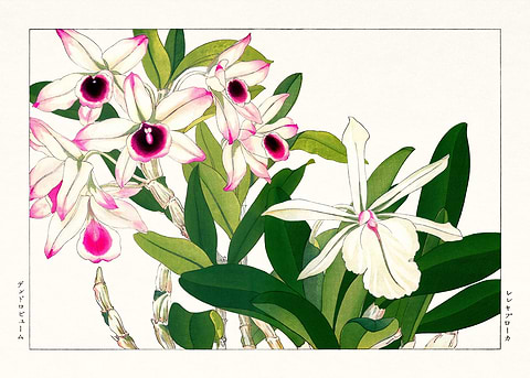 Vintage Dendrobium — Japanese art metal poster