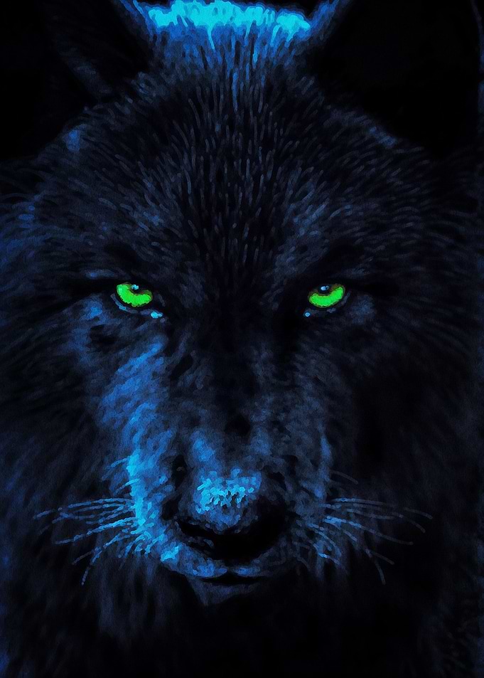 black wolf with blue eyes