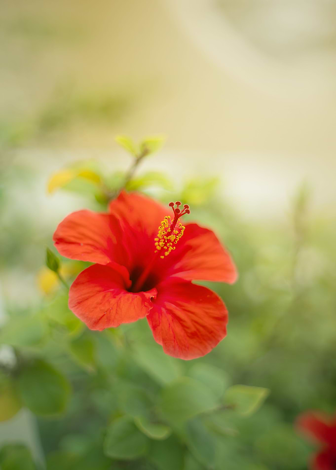 Tropical red flower
