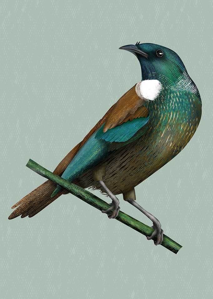 Tui New Zealand bird