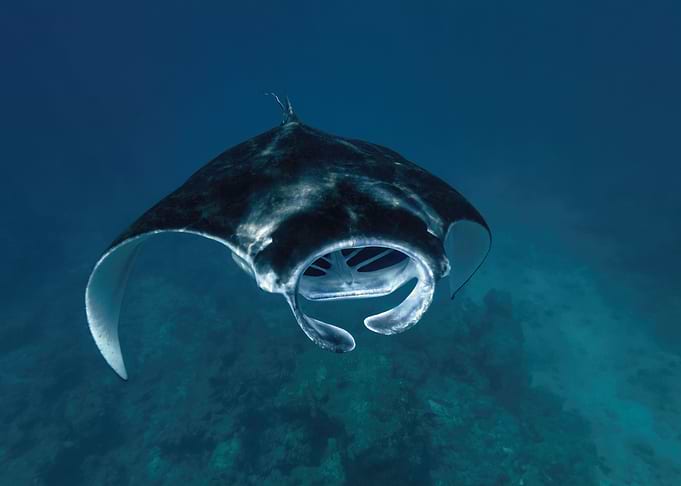 Manta Glides Gracefully