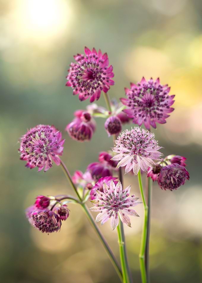Spring flowers