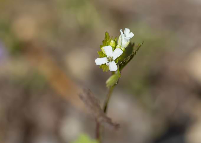 White watercress flower