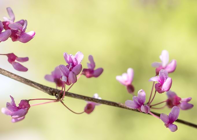 Branch of redbud blossoms