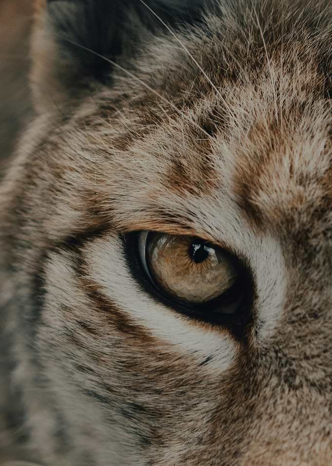 leopard eye