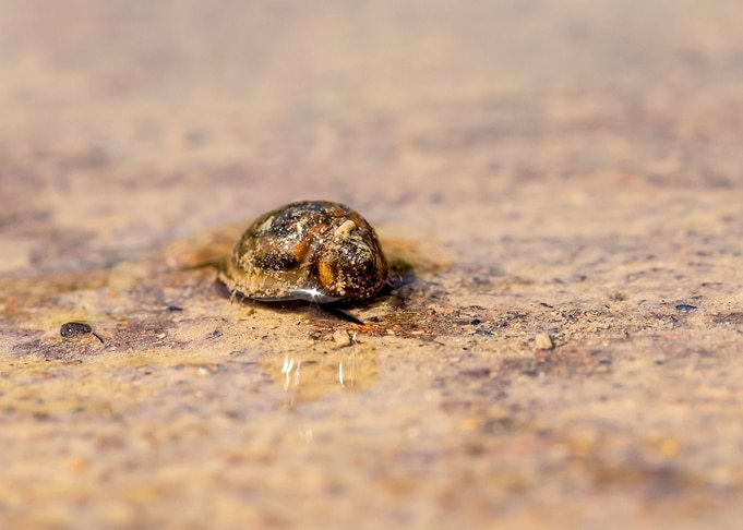 Small brown snail