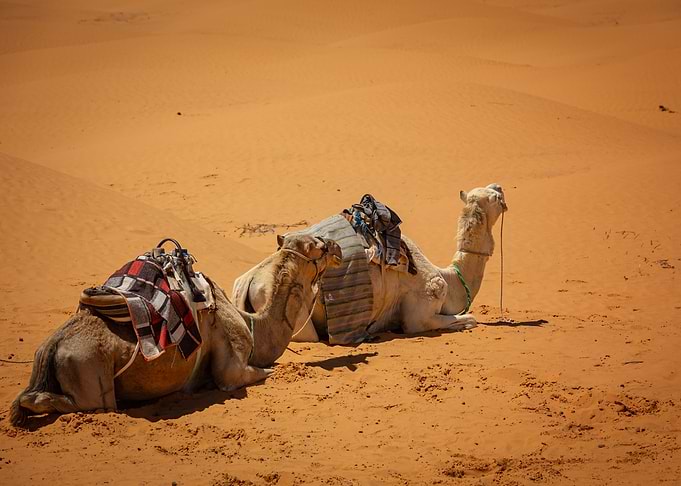 Camel in the Sahara desert