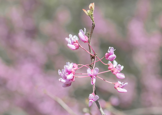 Redbuds blooming
