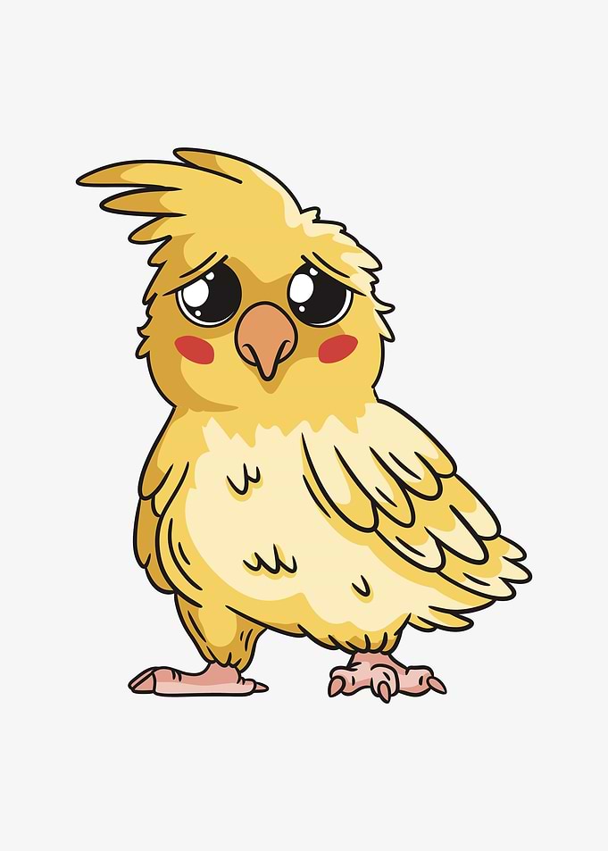 Cockatiel Cartoon For Bird