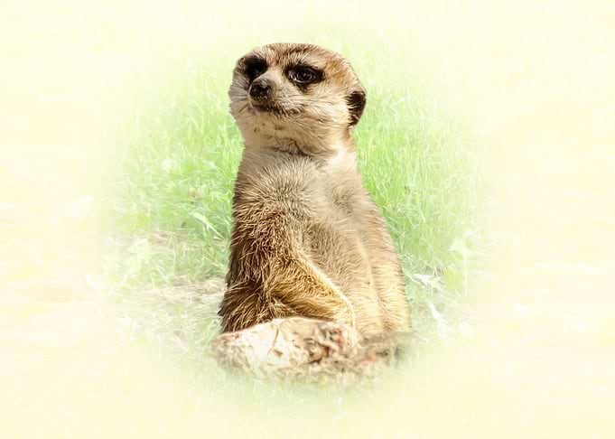 Meerkat