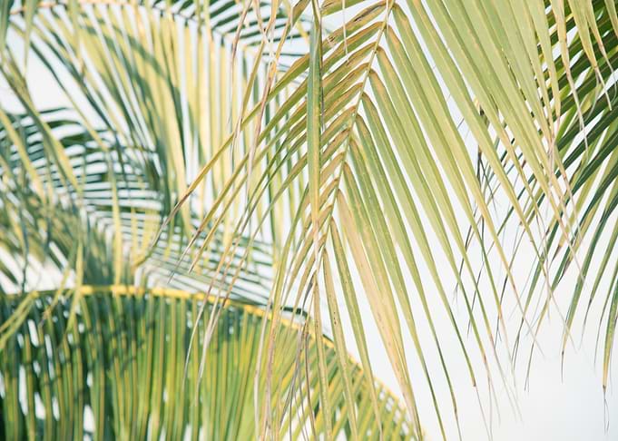 Lush Caribbean Palms 7