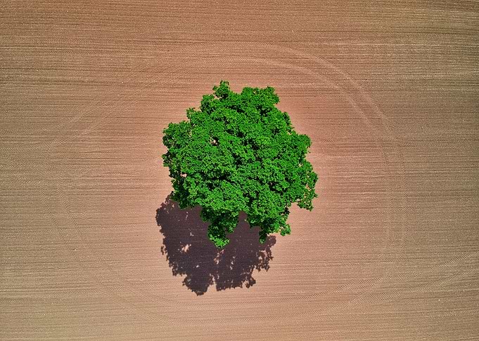 green tree