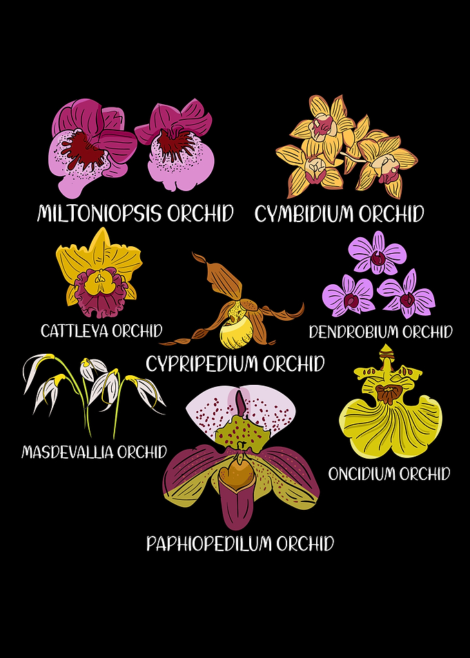 Orchid Species Flower