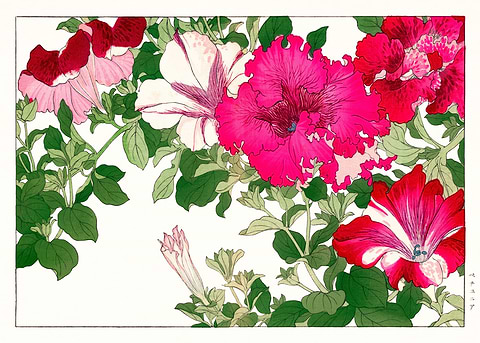 Petunia Vintage Artwork — Japanese art metal poster