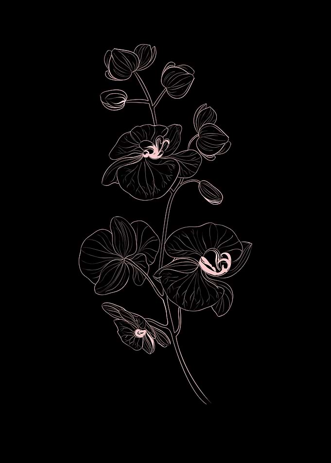 Line Art Orchid Flower