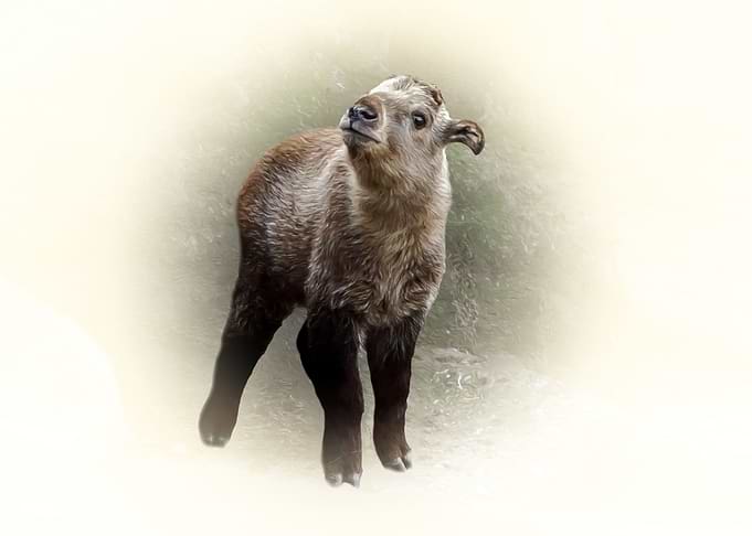 Baby takin