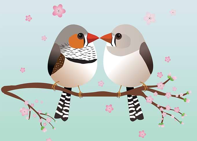 A couple zebra finches