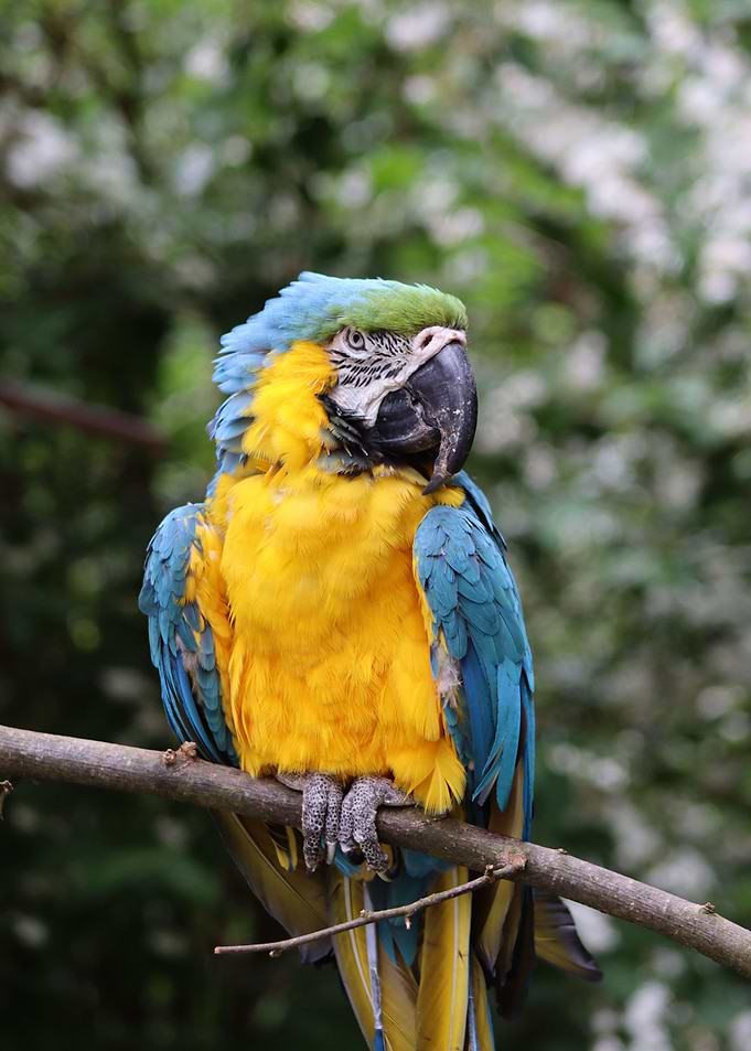 The Blue and Yellow Macaw