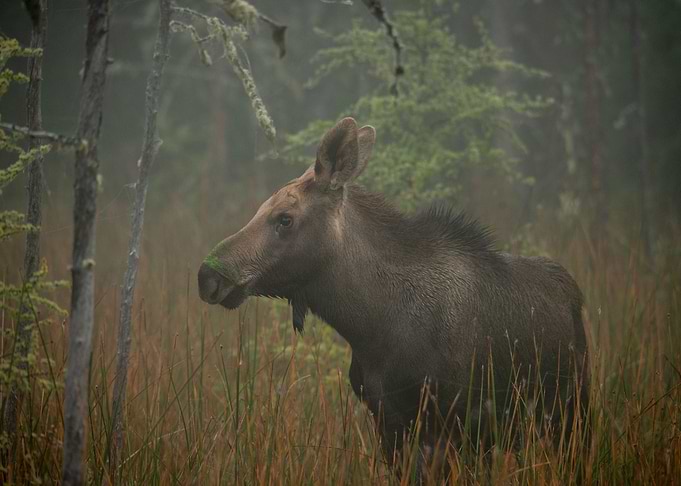 Baby Moose