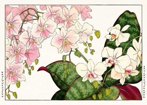 Vintage Orchid Art Print — Japanese art metal poster