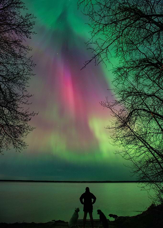 Aurora Bird