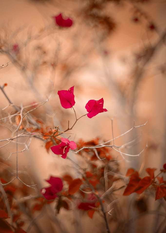 Pink bougainvillea flowers
