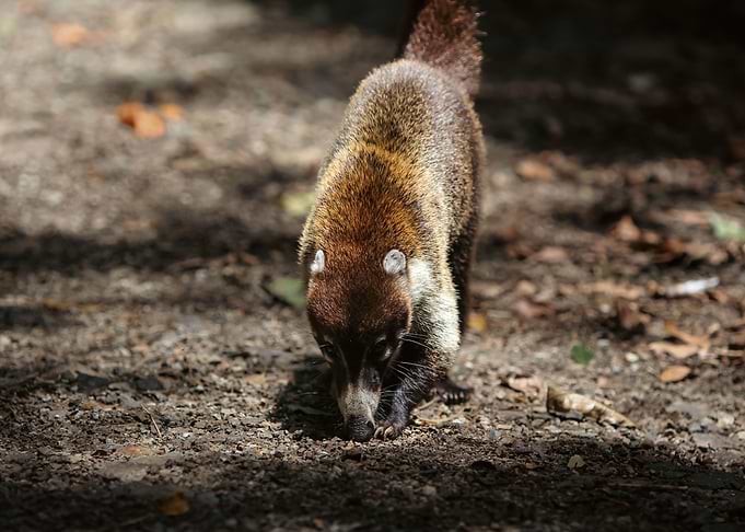 White Nosed Coati
