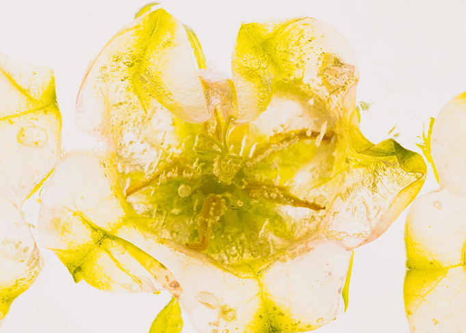 Campanula in ice 1