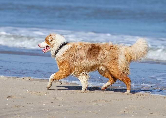 Balou