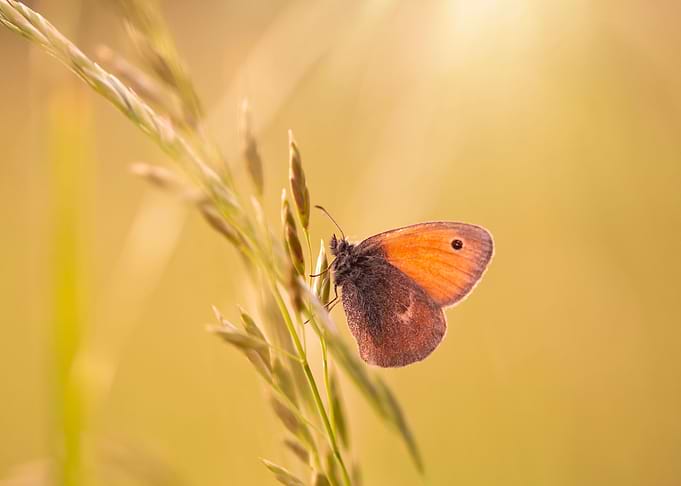 Spring butterfly