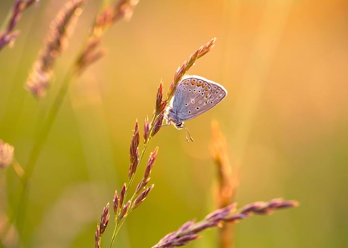 Spring butterfly