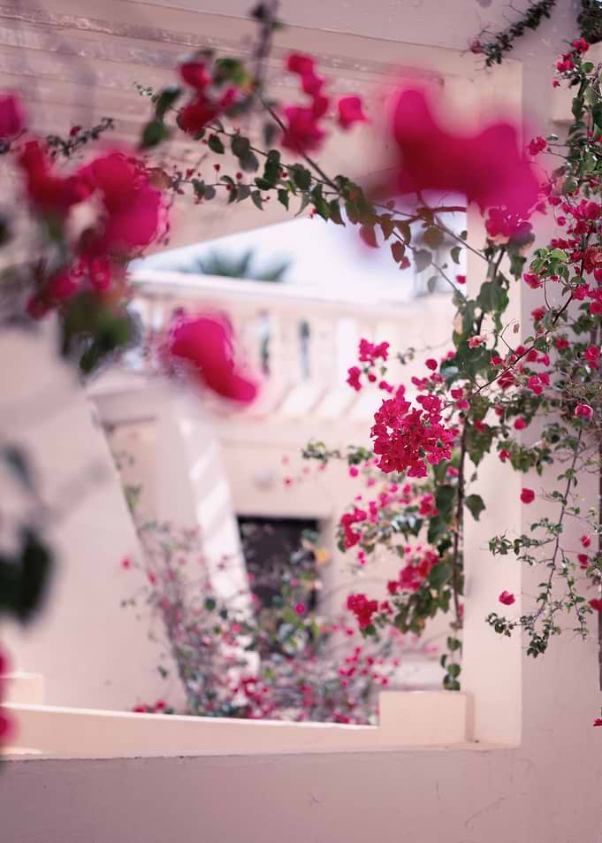 Pink bougainvillea flowers