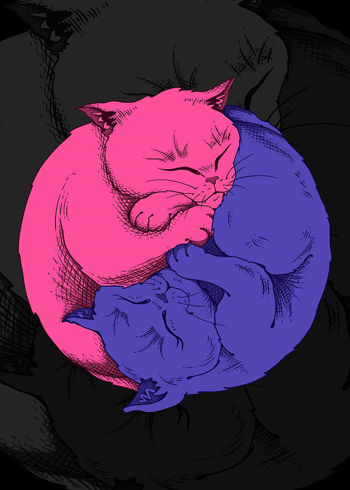 Cat meme