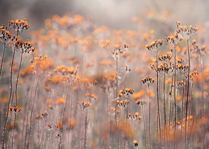 Meadow