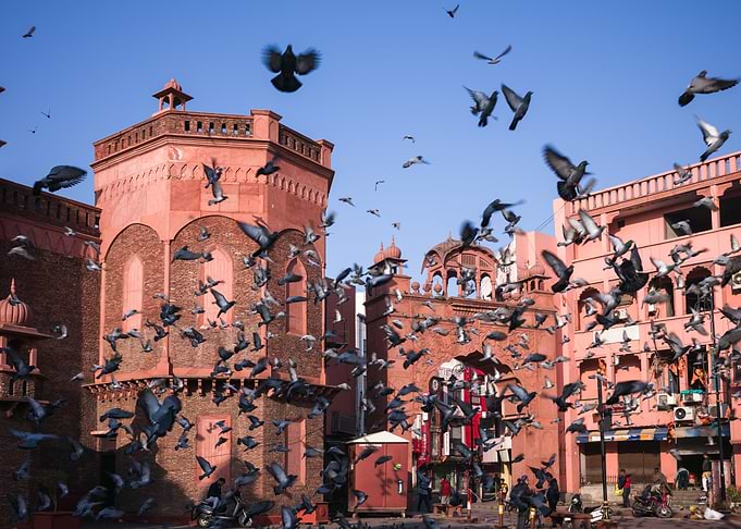 Flying birds India