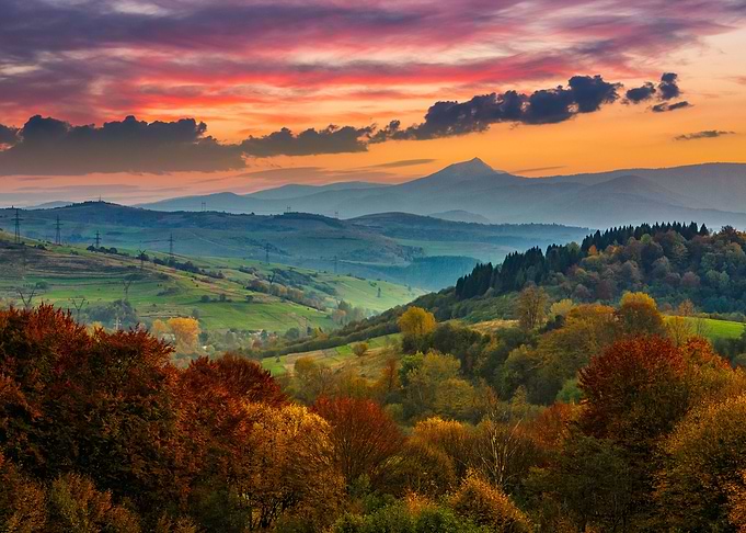 Yellow autumn forest