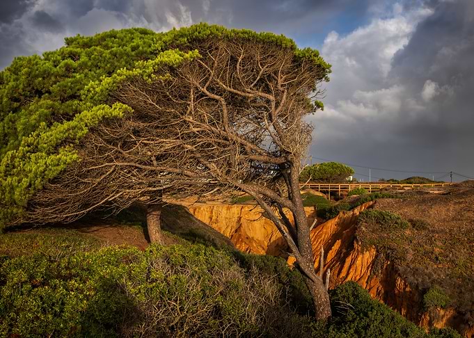 Old Windswept Tree