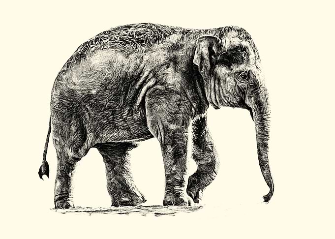 Baby elephant
