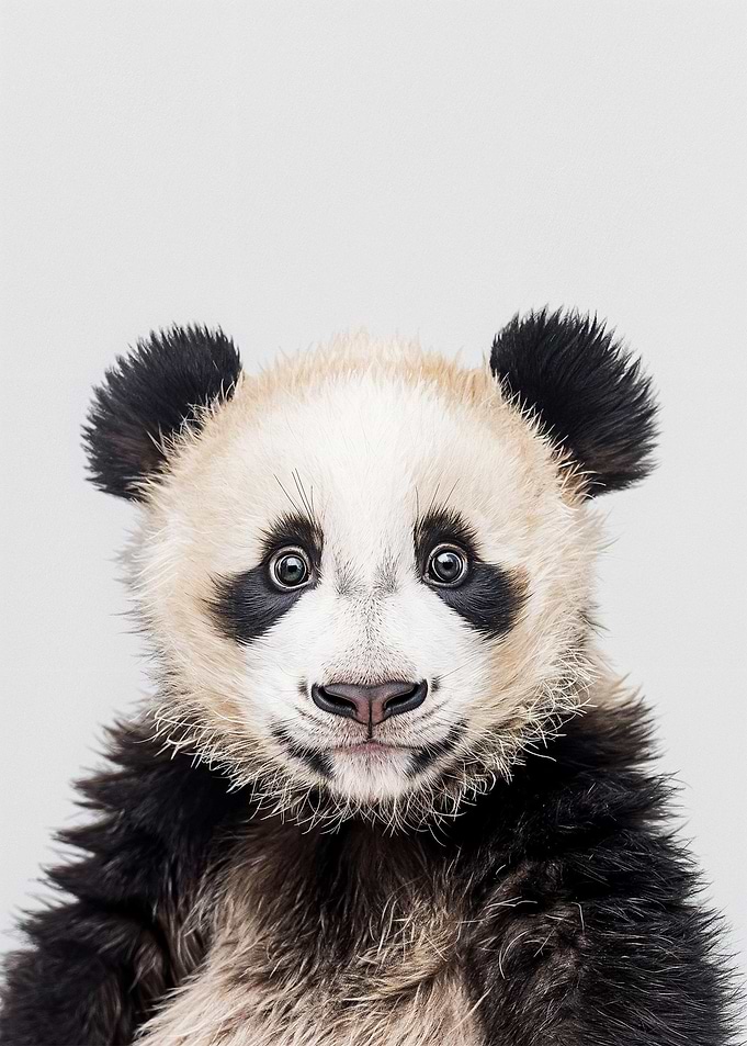 Cute Baby Panda